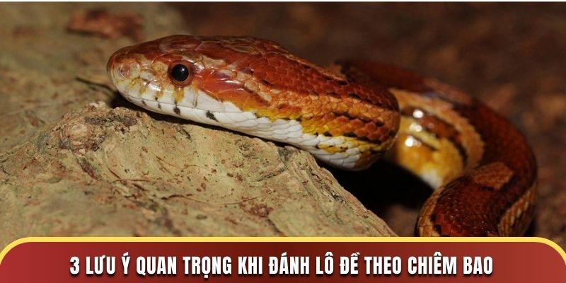 3 lưu ý quan trọng khi đánh lô đề theo chiêm bao