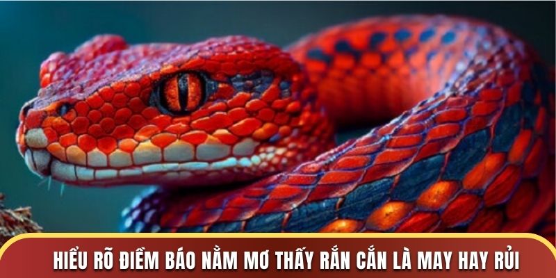 Hiểu rõ điềm báo nằm mơ thấy rắn cắn là may hay rủi