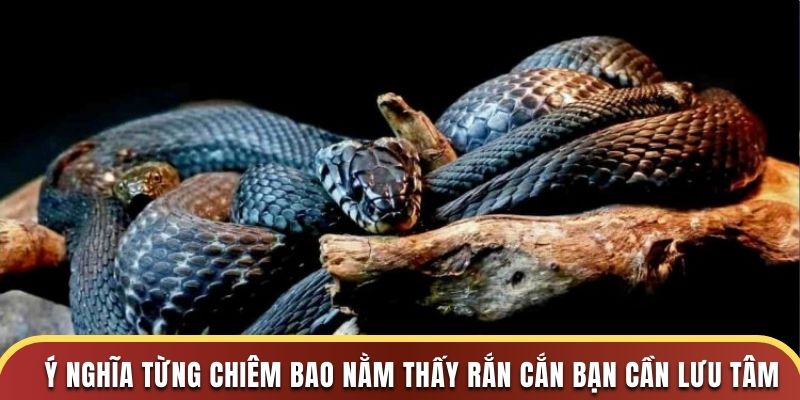 Ý nghĩa từng chiêm bao nằm thấy rắn cắn bạn cần lưu tâm